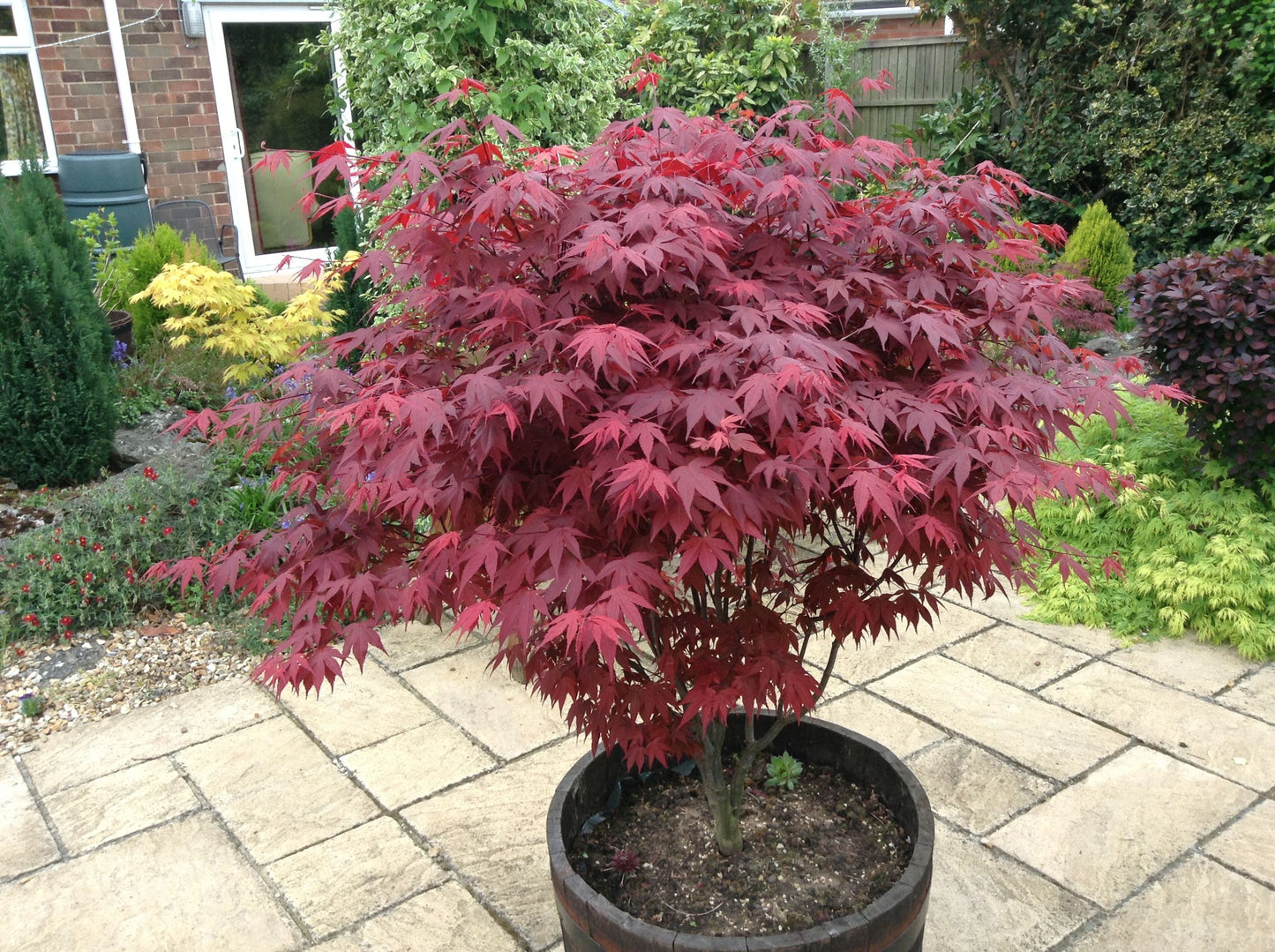 Japán juhar (Acer palmatum 'Atropurpureum')