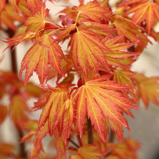 Japán juhar (Acer palmatum 'Orange Dream')