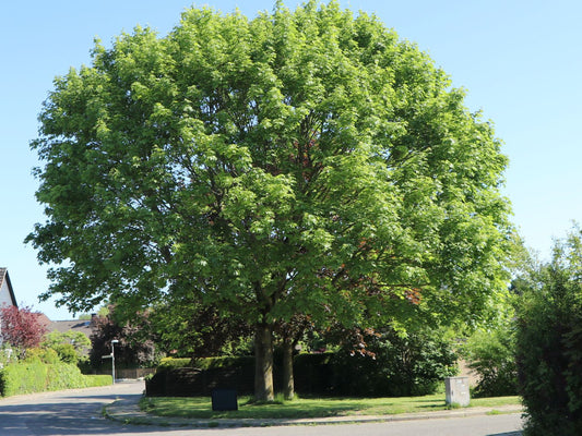 Korai juhar (Acer platanoides)