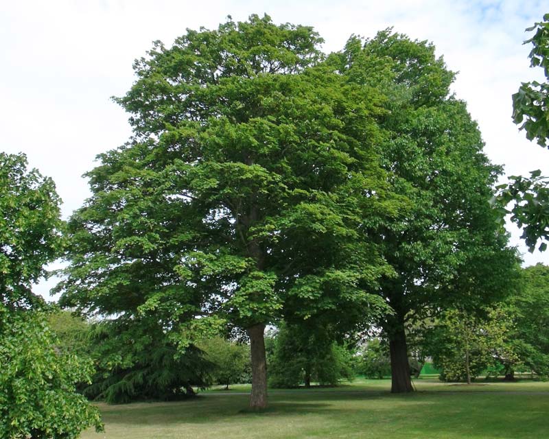 Hegyi juhar (Acer pseudoplatanus)