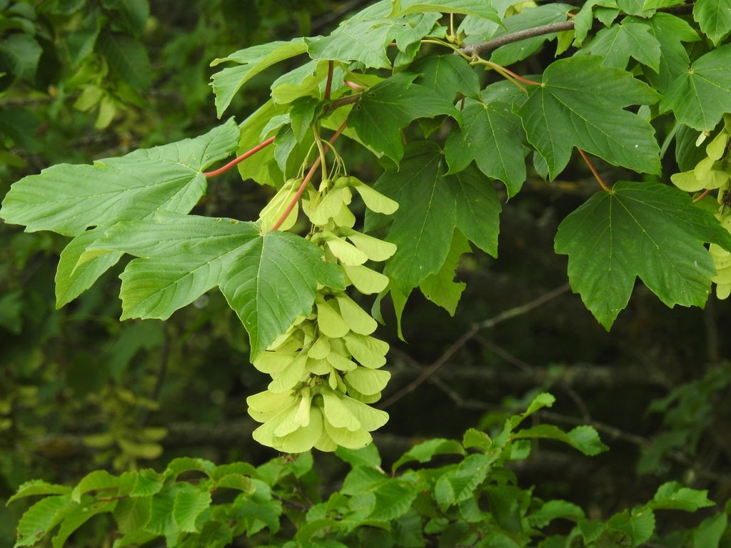 Hegyi juhar (Acer pseudoplatanus)