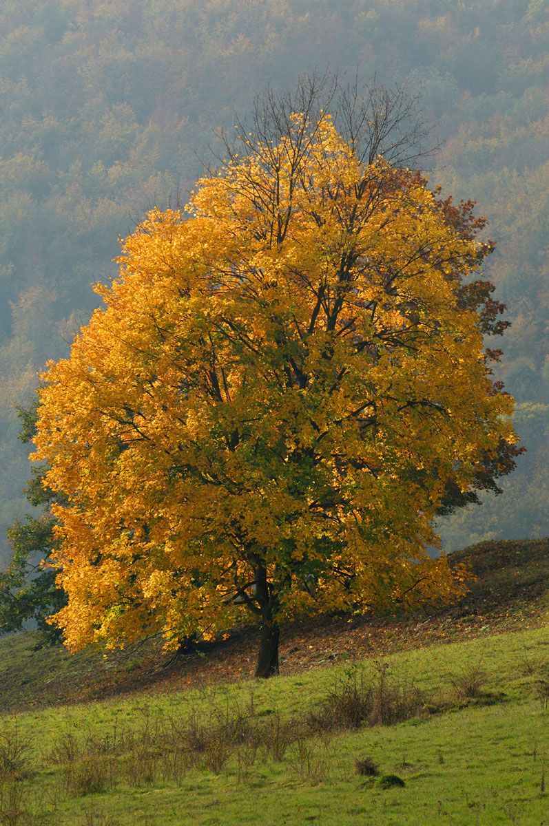 Hegyi juhar (Acer pseudoplatanus)