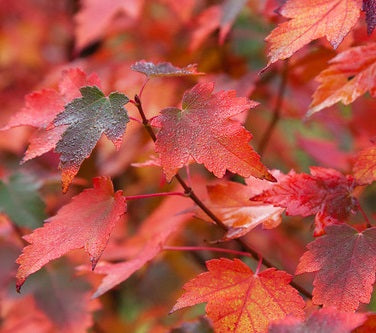 Vörös juhar (Acer rubrum 'Sun Valley')