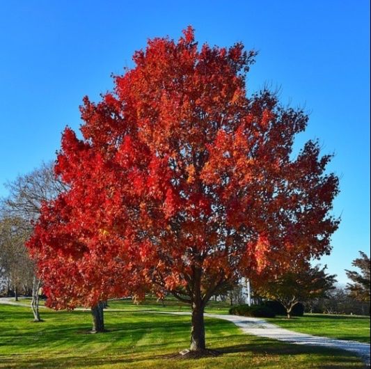 Vörös juhar (Acer rubrum 'Sun Valley')