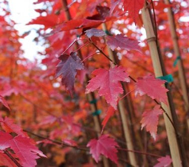 Vörös juhar (Acer rubrum 'Sun Valley')