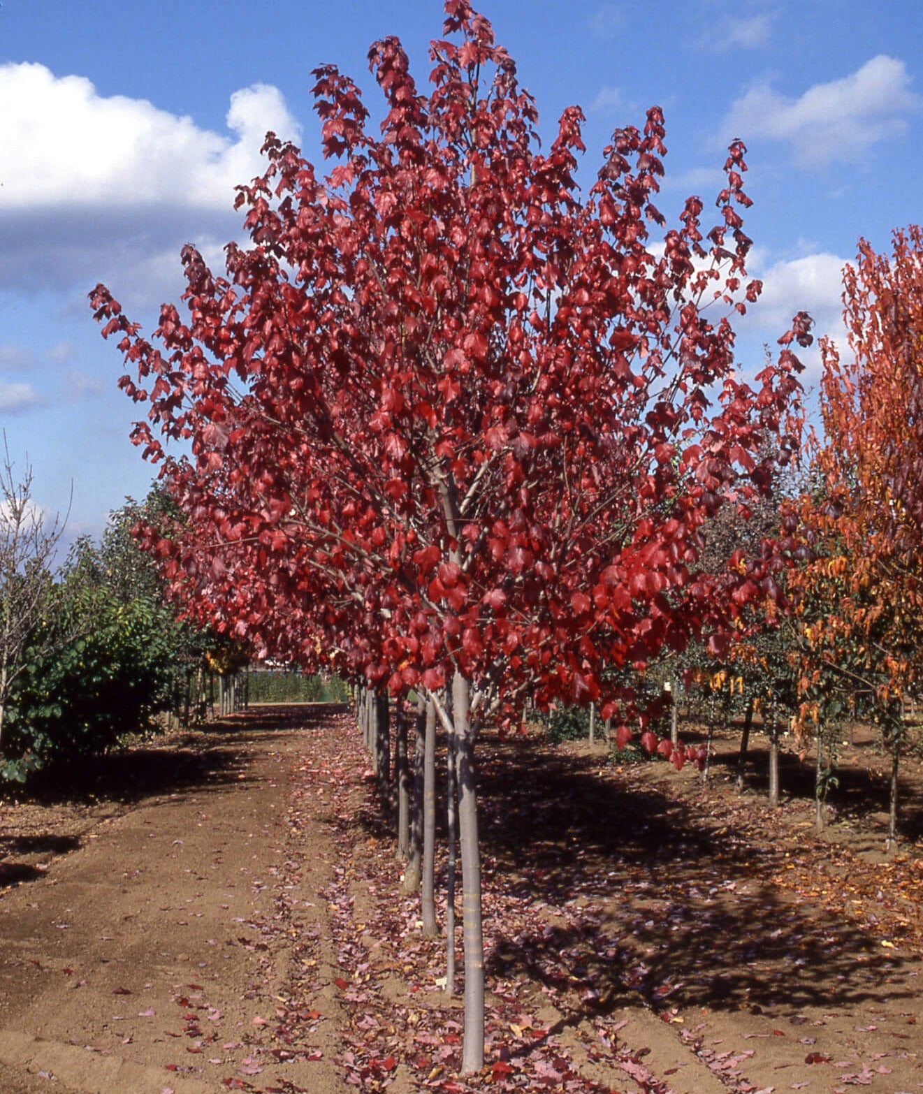 Vörös juhar (Acer rubrum 'Sun Valley')