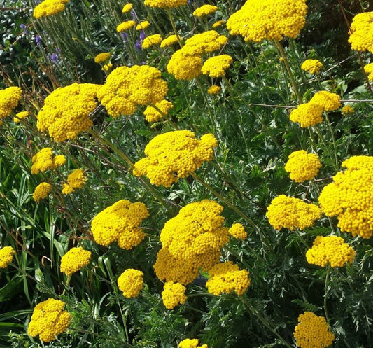 Jószagú cickafark (Achillea filipendula 'Cloth of Gold')