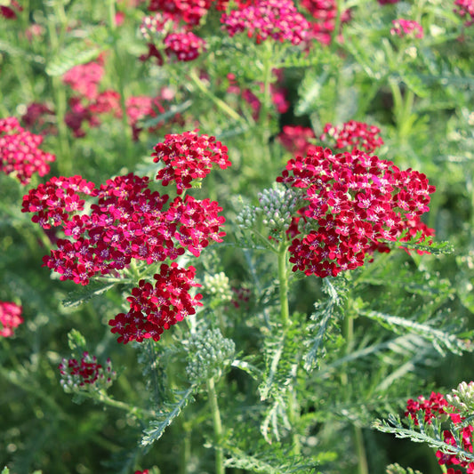 Cickafark (Achillea millefolium 'Cerise Queen')