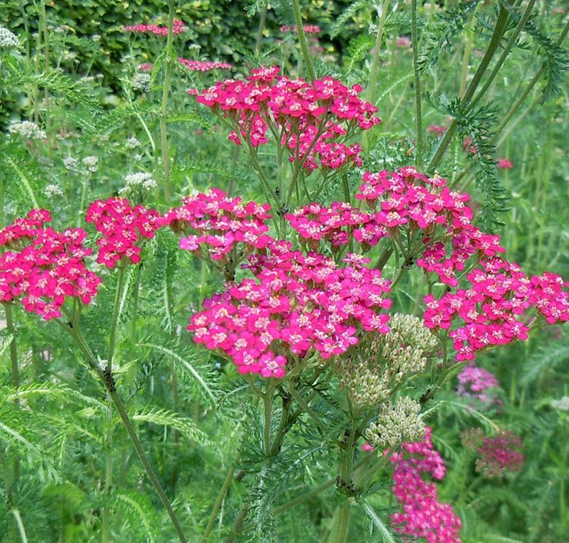 Cickafark (Achillea millefolium 'Cerise Queen')