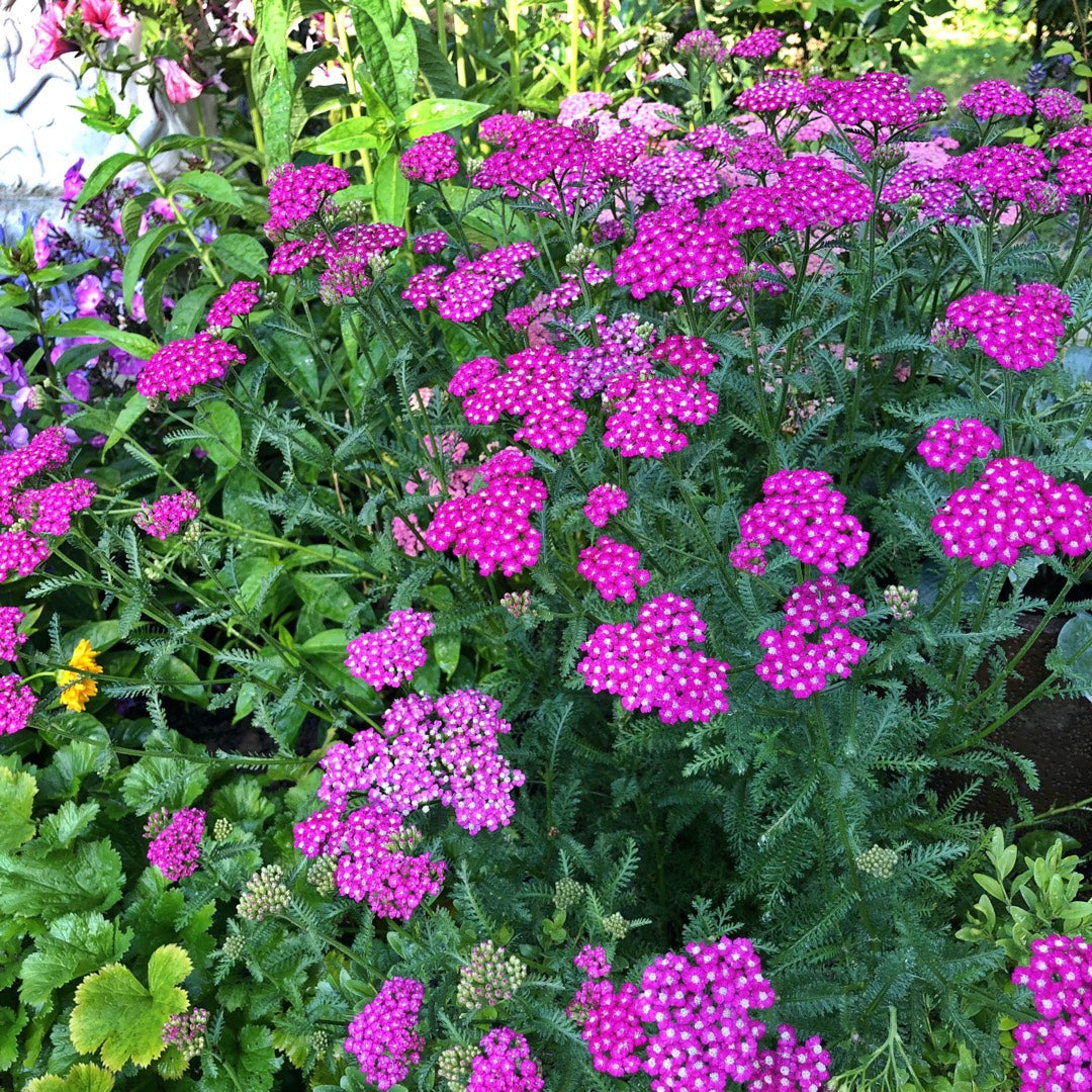 Cickafark (Achillea millefolium 'Cerise Queen')