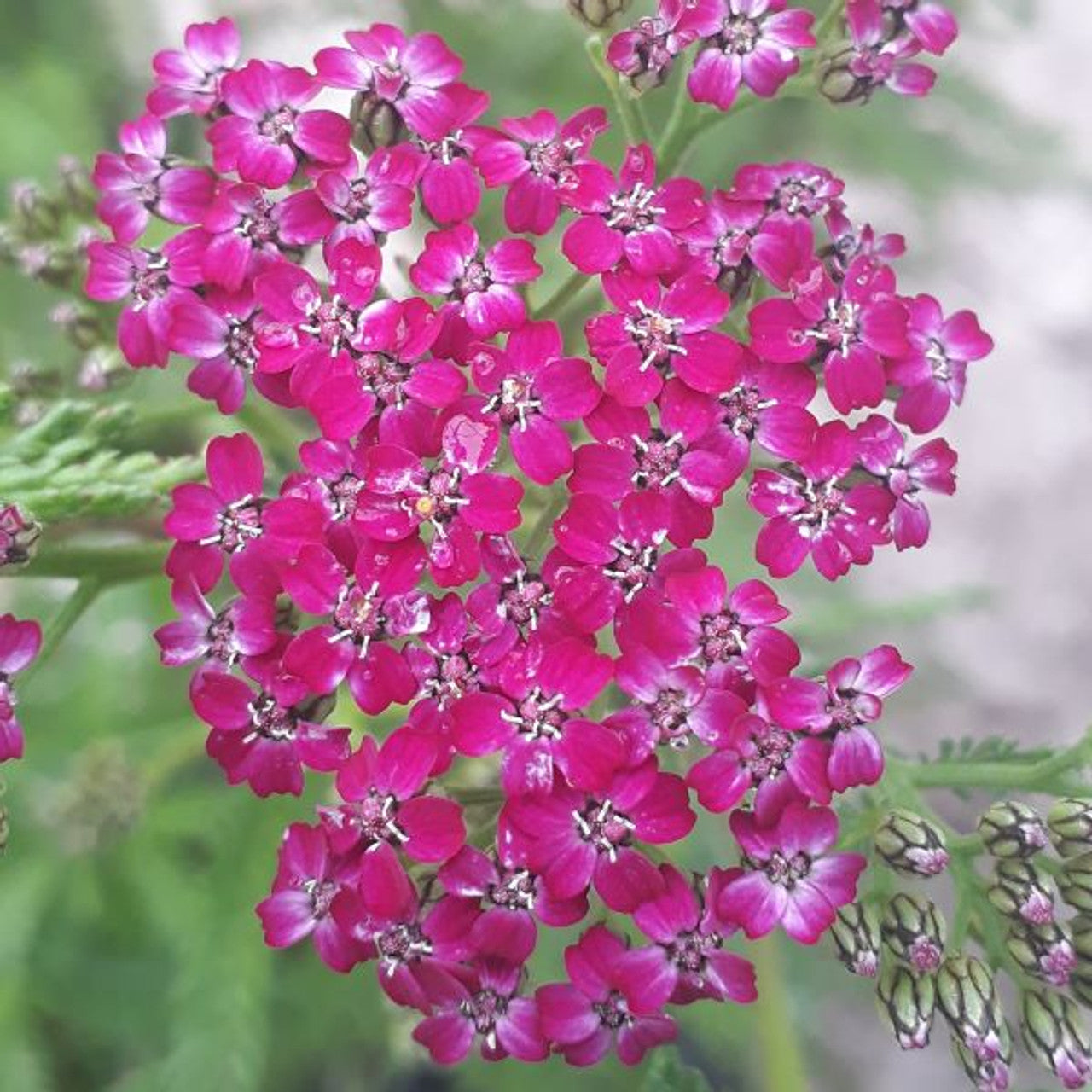 Cickafark (Achillea millefolium 'Cerise Queen')