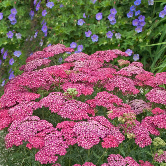 Közönséges cickafark (Achillea millefolium 'Saucy Seduction')