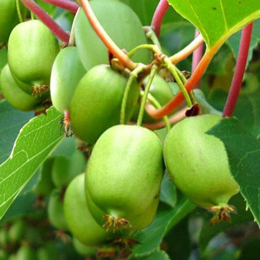 Kivi, öntermékeny (Actinidia arguta 'Issai')