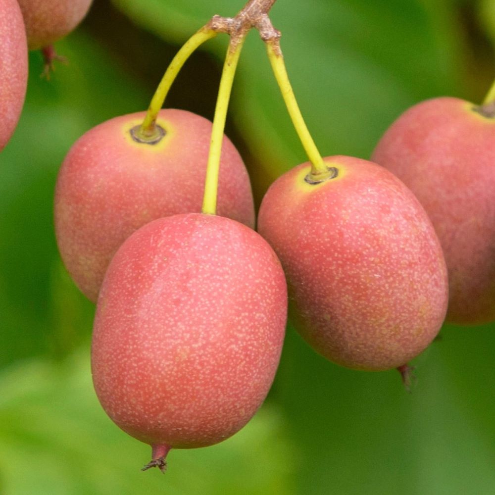 Kivi, termős (Actinidia arguta 'Ken's Red')