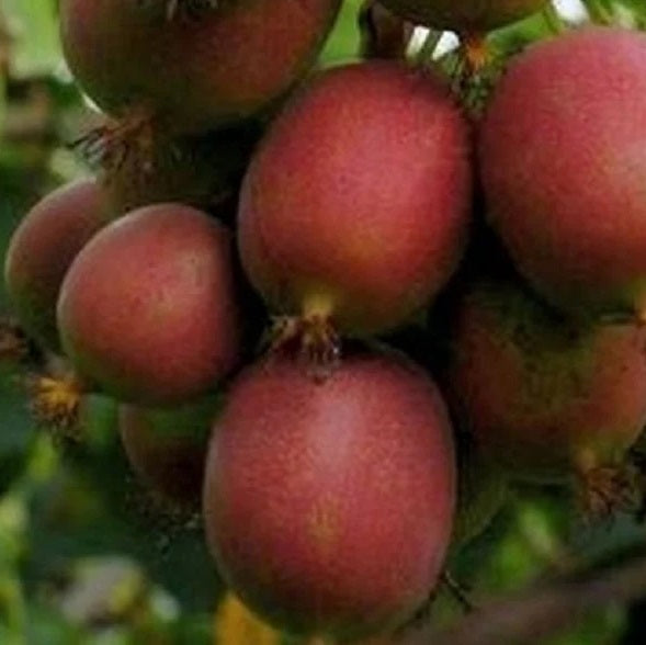 Kivi, termős (Actinidia arguta 'Ken's Red')