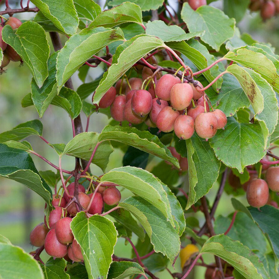 Kivi, termős (Actinidia arguta 'Ken's Red')