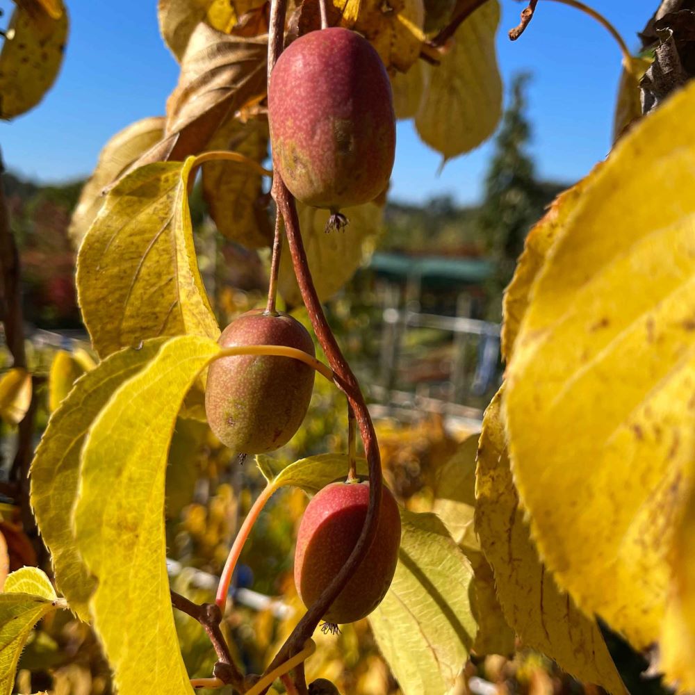 Kivi, termős (Actinidia arguta 'Ken's Red')