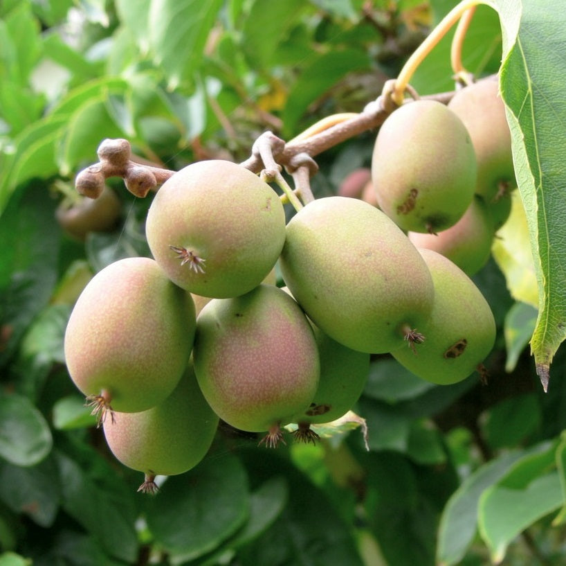 Kivi, porzós (Actinidia arguta 'Weiki')