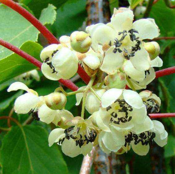 Kivi, porzós (Actinidia arguta 'Weiki')