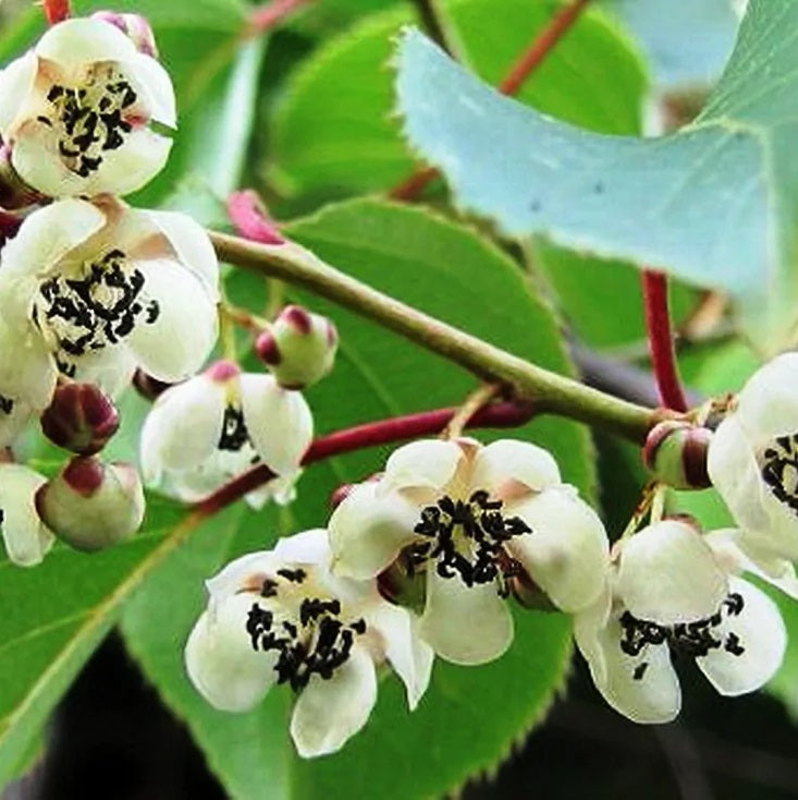 Kivi, porzós (Actinidia arguta 'Weiki')