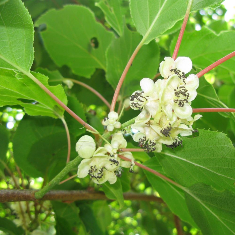 Kivi, porzós (Actinidia arguta 'Weiki')