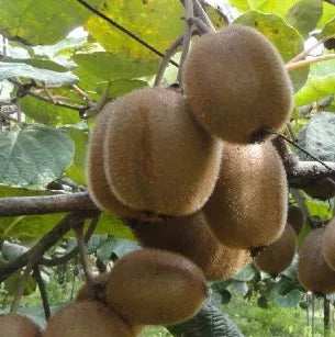 Kivi, termős (Actinidia chinensis 'Giant')