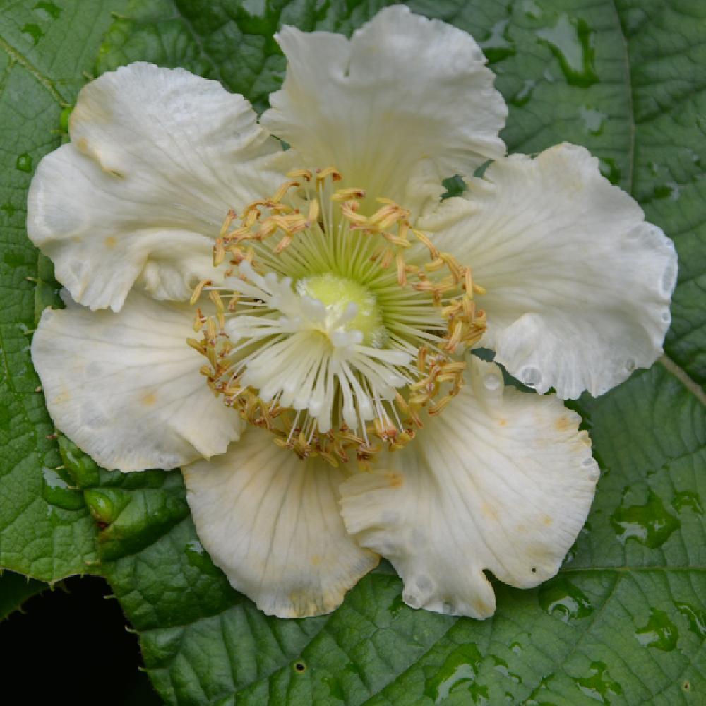 Kivi, termős (Actinidia deliciosa 'Hayward')