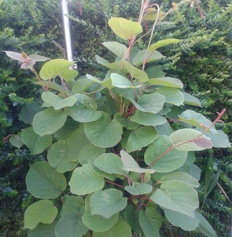 Kivi, termős (Actinidia deliciosa 'Hayward')