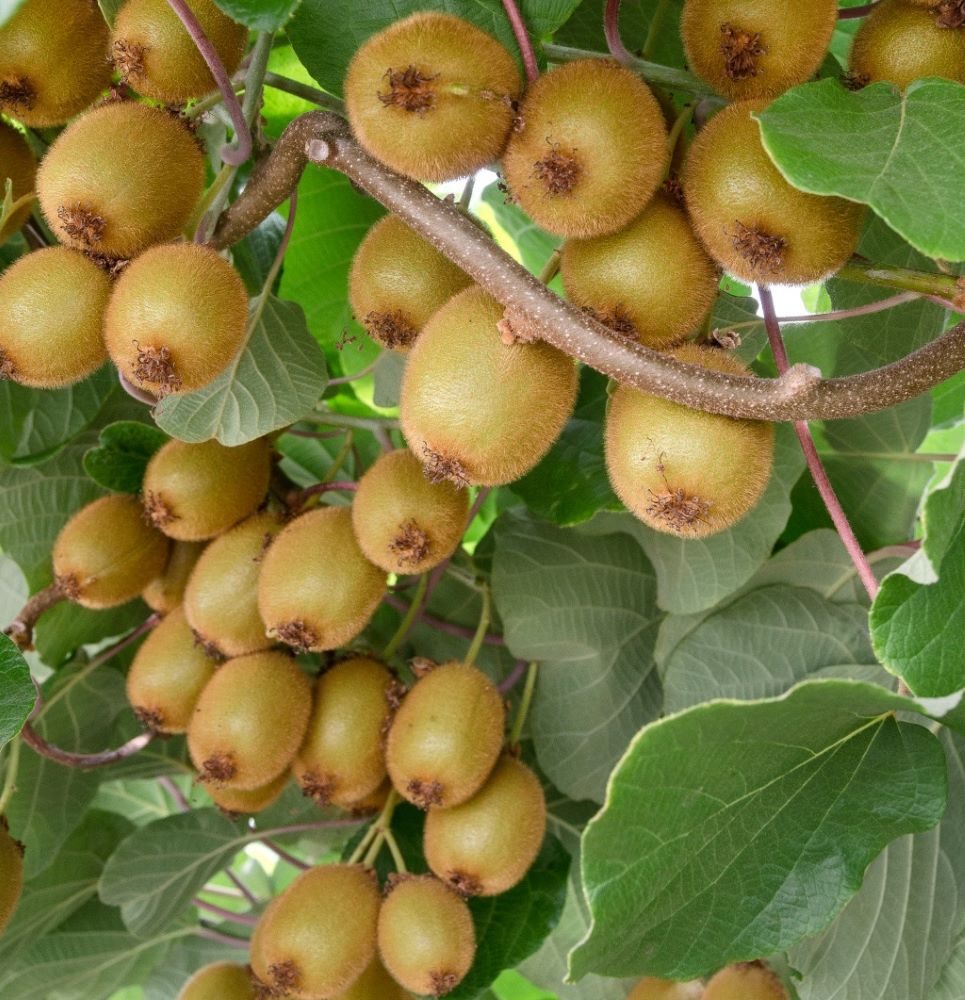 Kivi, termős (Actinidia deliciosa 'Hayward')