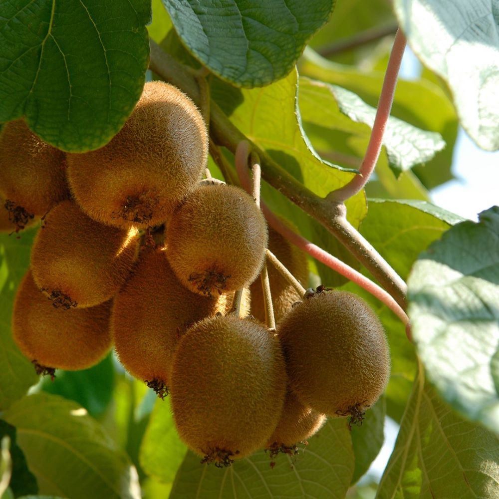 Kivi, öntermékeny (Actinidia deliciosa 'Jenny')