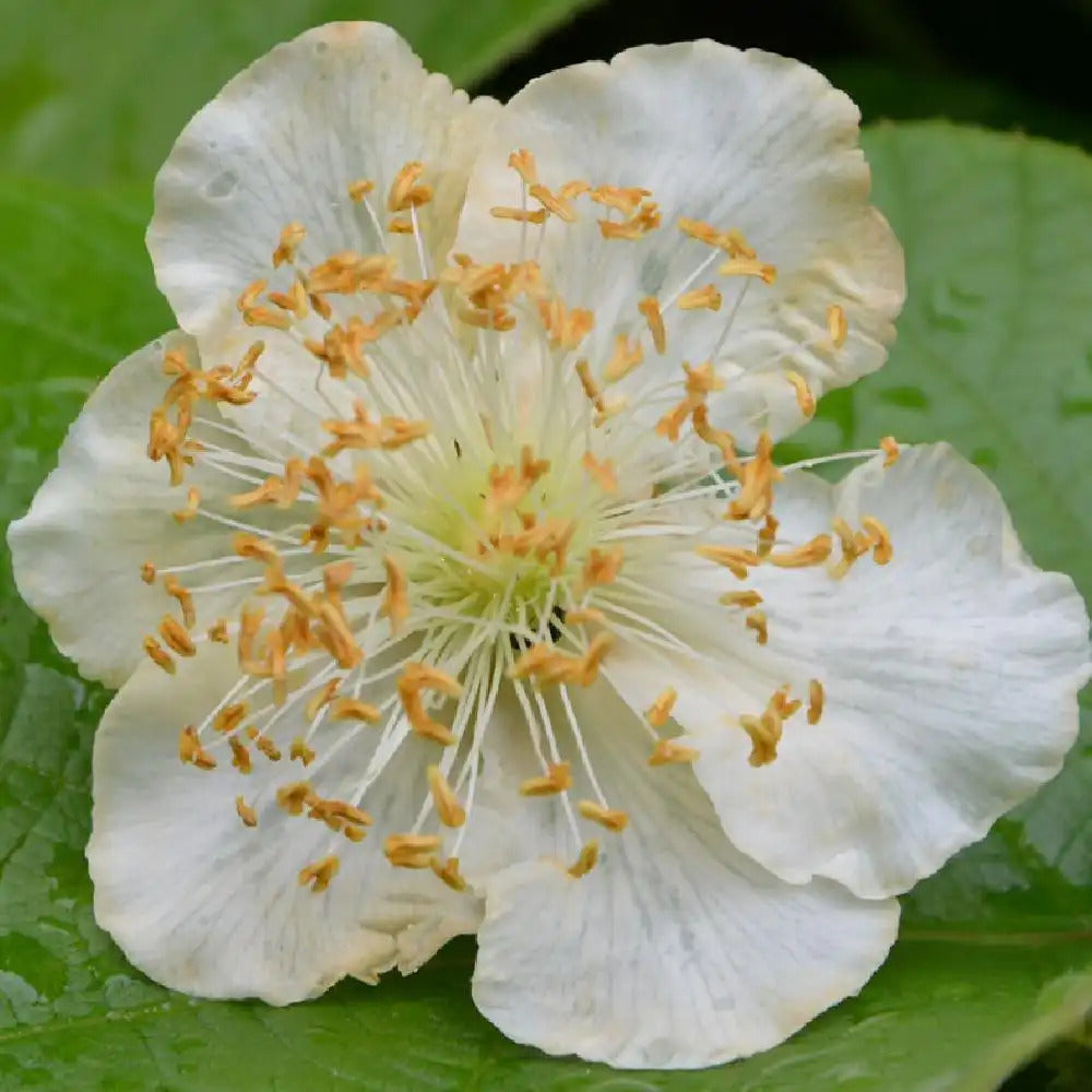 Kivi, porzós (Actinidia deliciosa 'Tomuri')