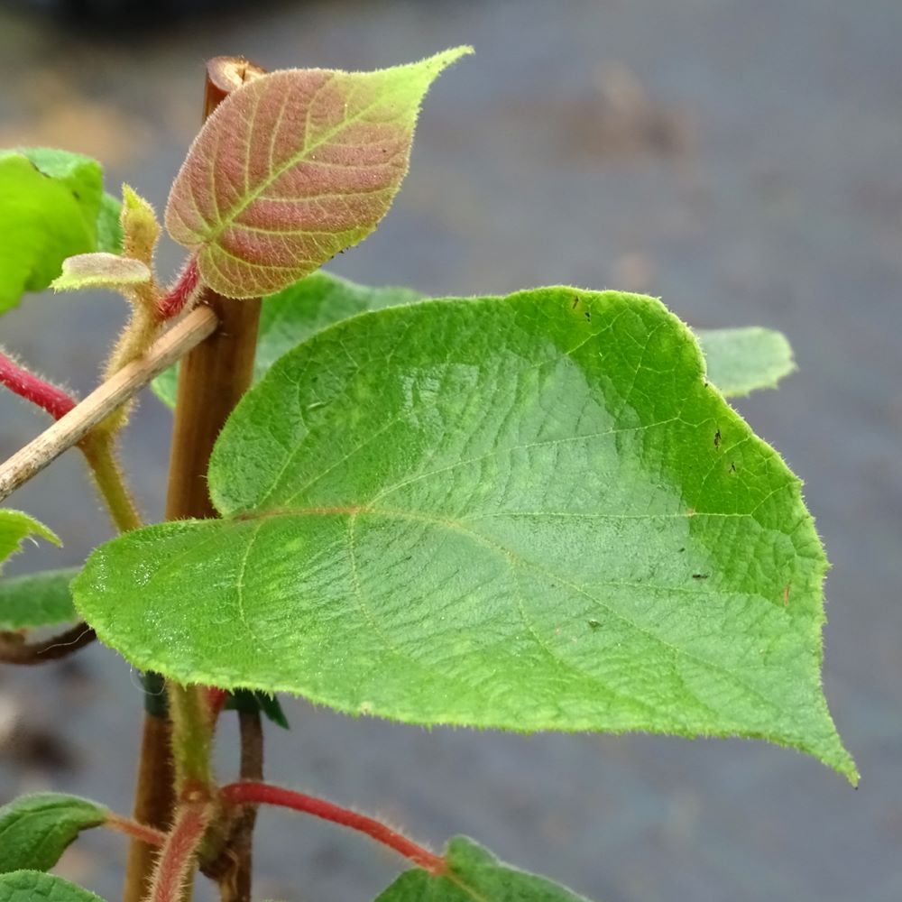 Kivi, porzós (Actinidia deliciosa 'Tomuri')