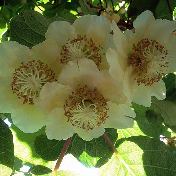 Kivi, porzós (Actinidia deliciosa 'Tomuri')