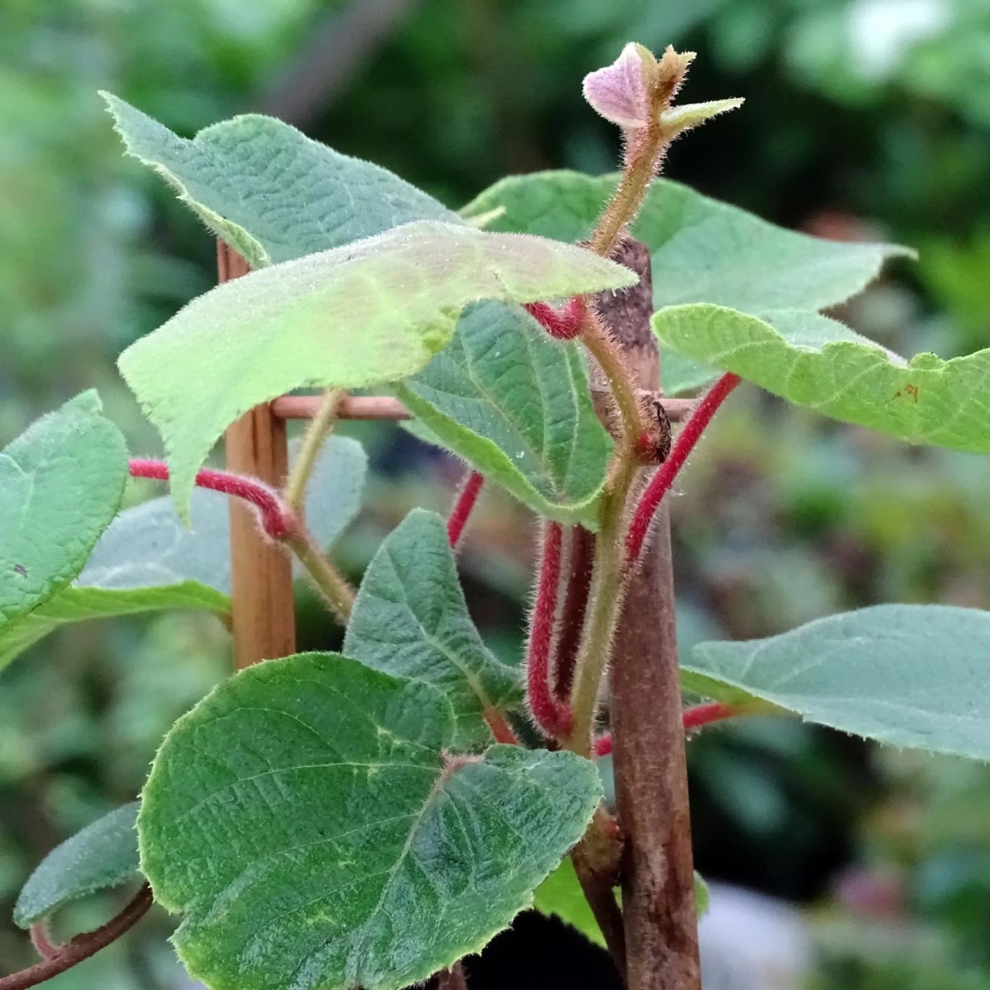 Kivi, porzós (Actinidia deliciosa 'Tomuri')