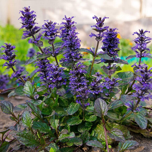 Indás ínfű (Ajuga reptans 'Atropurpurea')