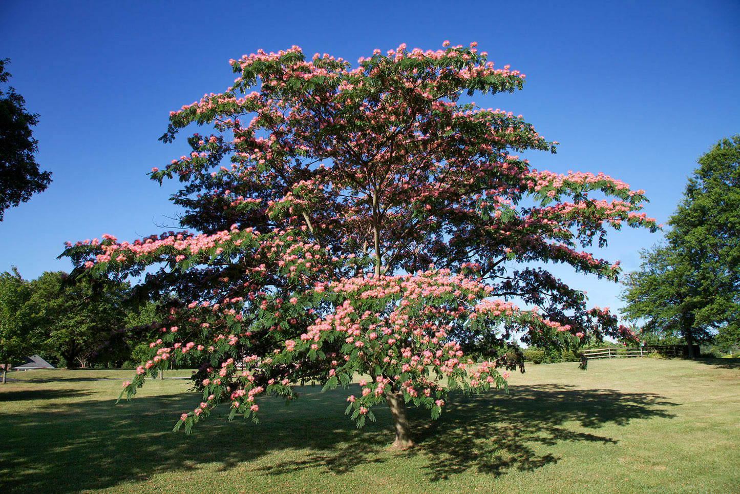 Selyemakác (Albizia julibrissin)