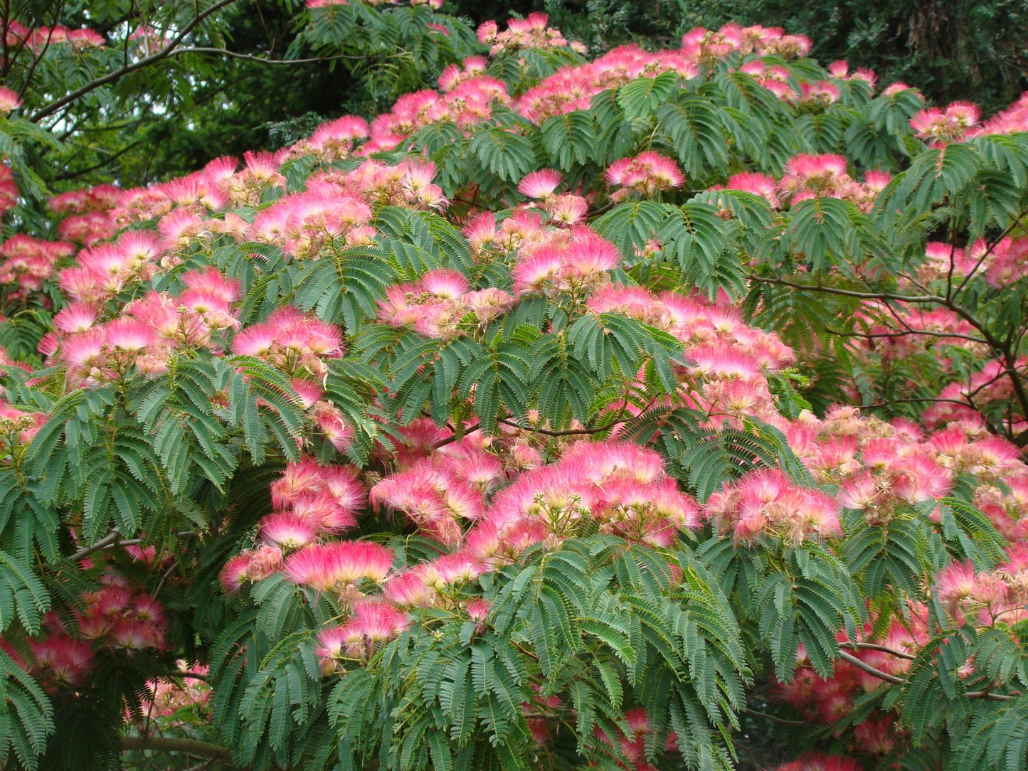 Selyemakác (Albizia julibrissin)