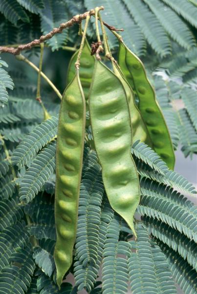 Selyemakác (Albizia julibrissin)