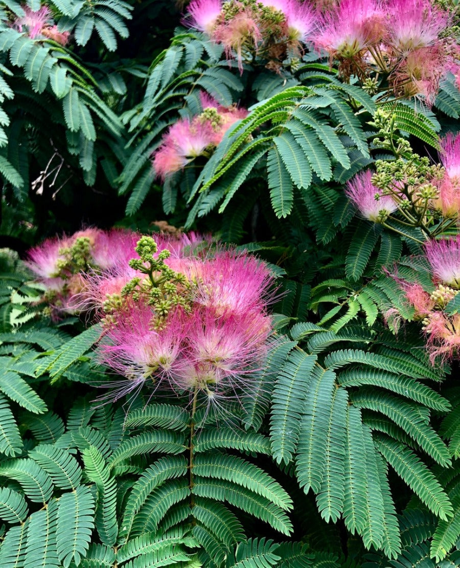 Selyemakác (Albizia julibrissin)