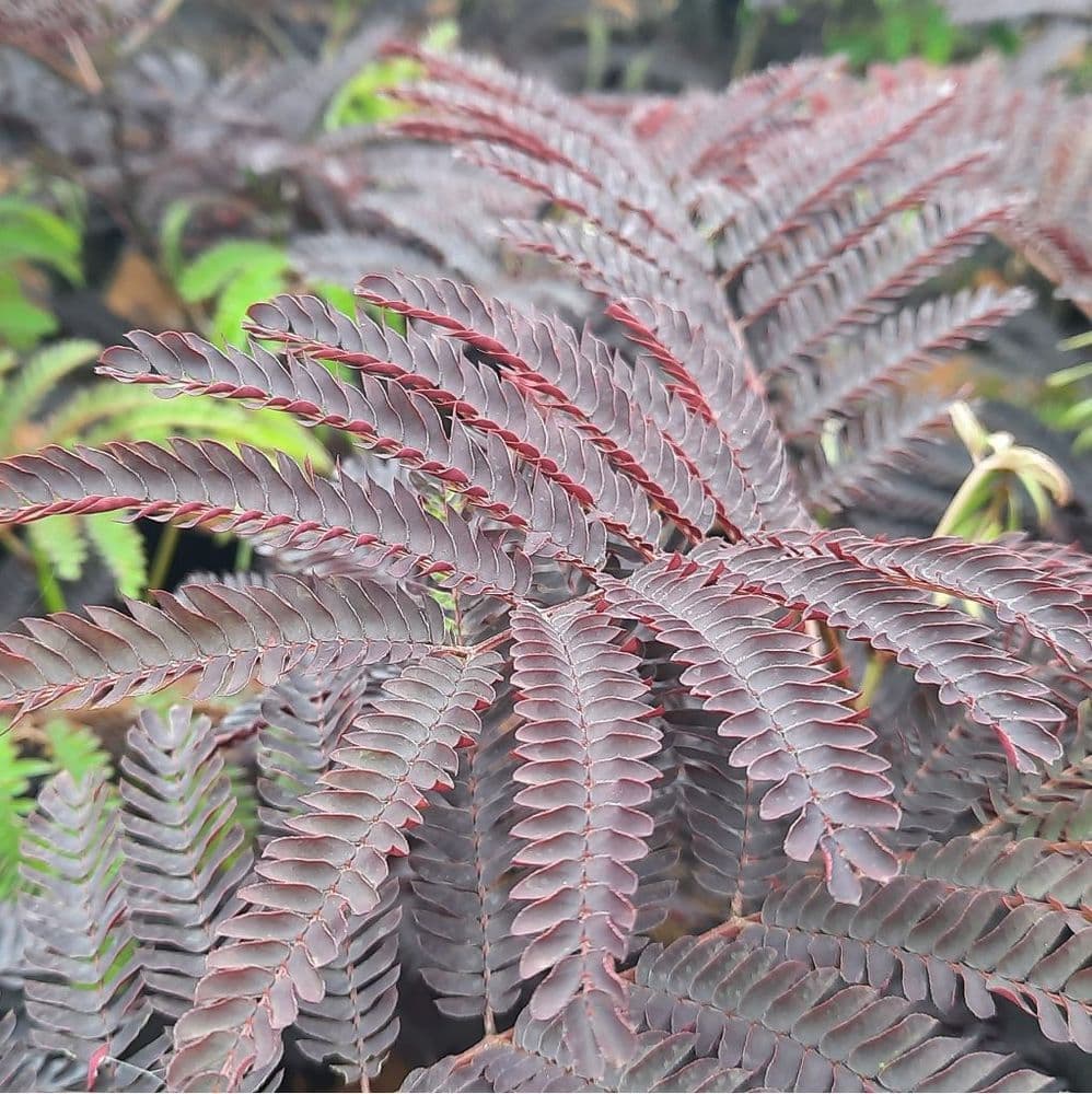 Selyemakác (Albizia julibrissin 'Summer Chocolate')