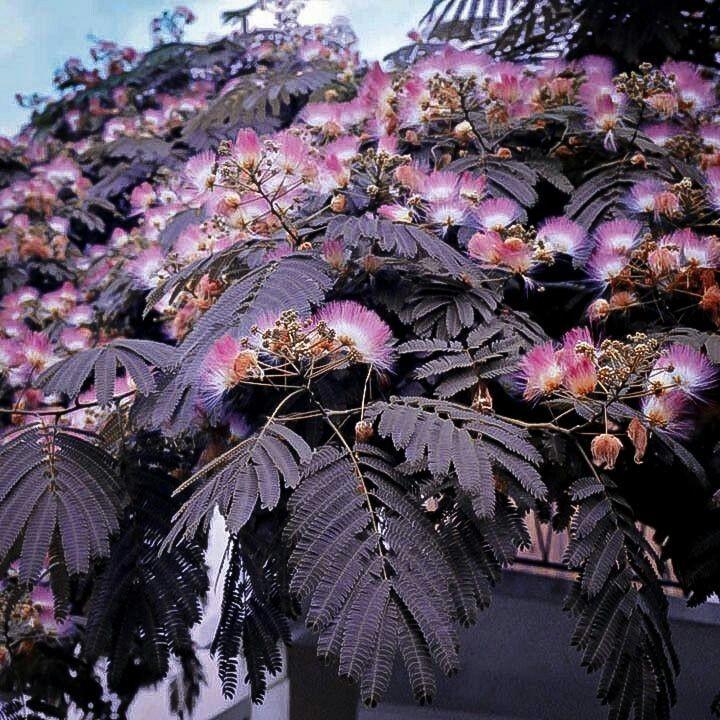 Selyemakác (Albizia julibrissin 'Summer Chocolate')