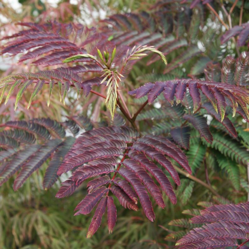 Selyemakác (Albizia julibrissin 'Summer Chocolate')