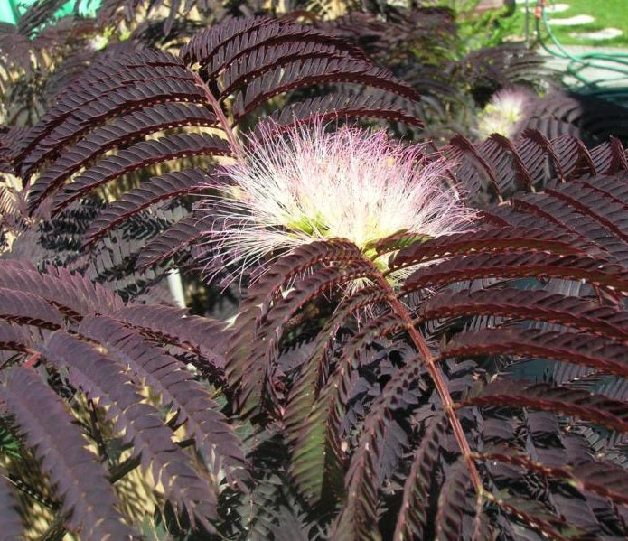 Selyemakác (Albizia julibrissin 'Summer Chocolate')