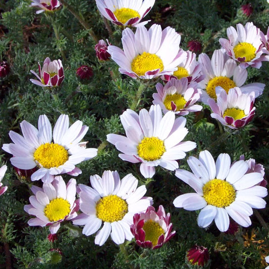 Hamvas törpemargitvirág (Anacyclus pyrethrum depressus)