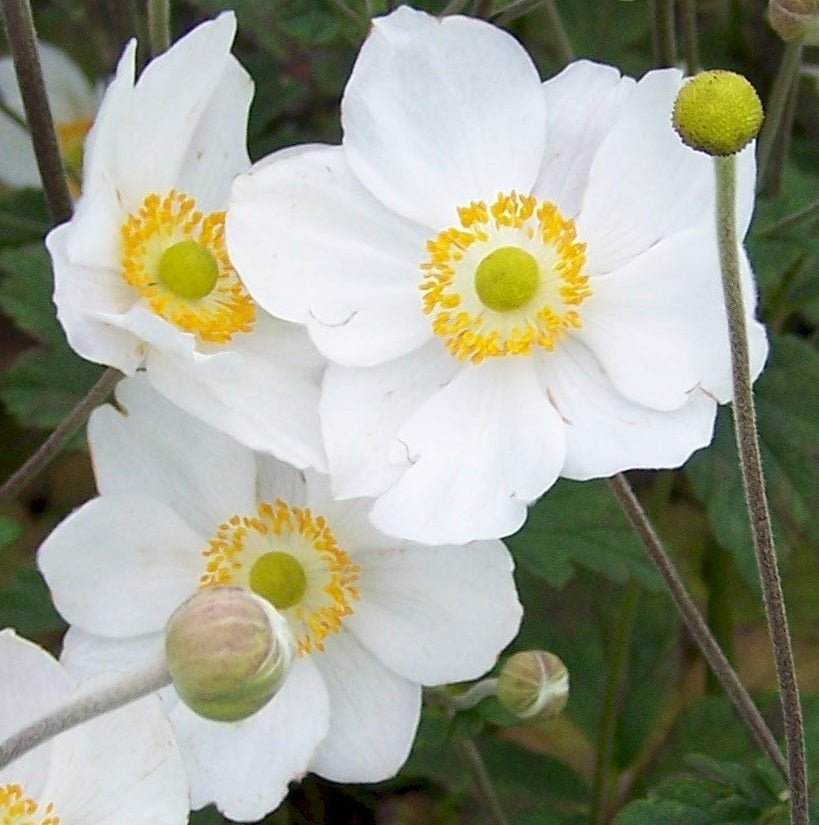 Hibrid szellőrózsa (Anemone × hybrida 'Honorine Jobert')