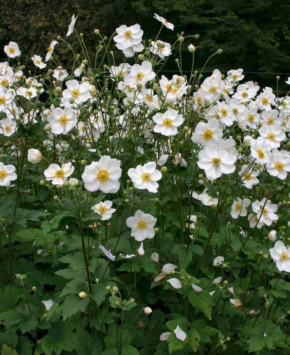 Hibrid szellőrózsa (Anemone × hybrida 'Honorine Jobert')