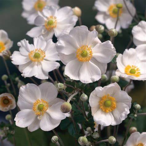 Hibrid szellőrózsa (Anemone × hybrida 'Honorine Jobert')