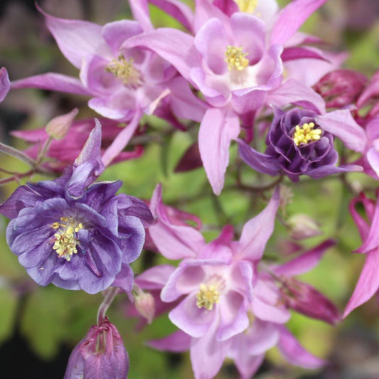 Harangláb színkeverék (Aquilegia 'Biedermeier')