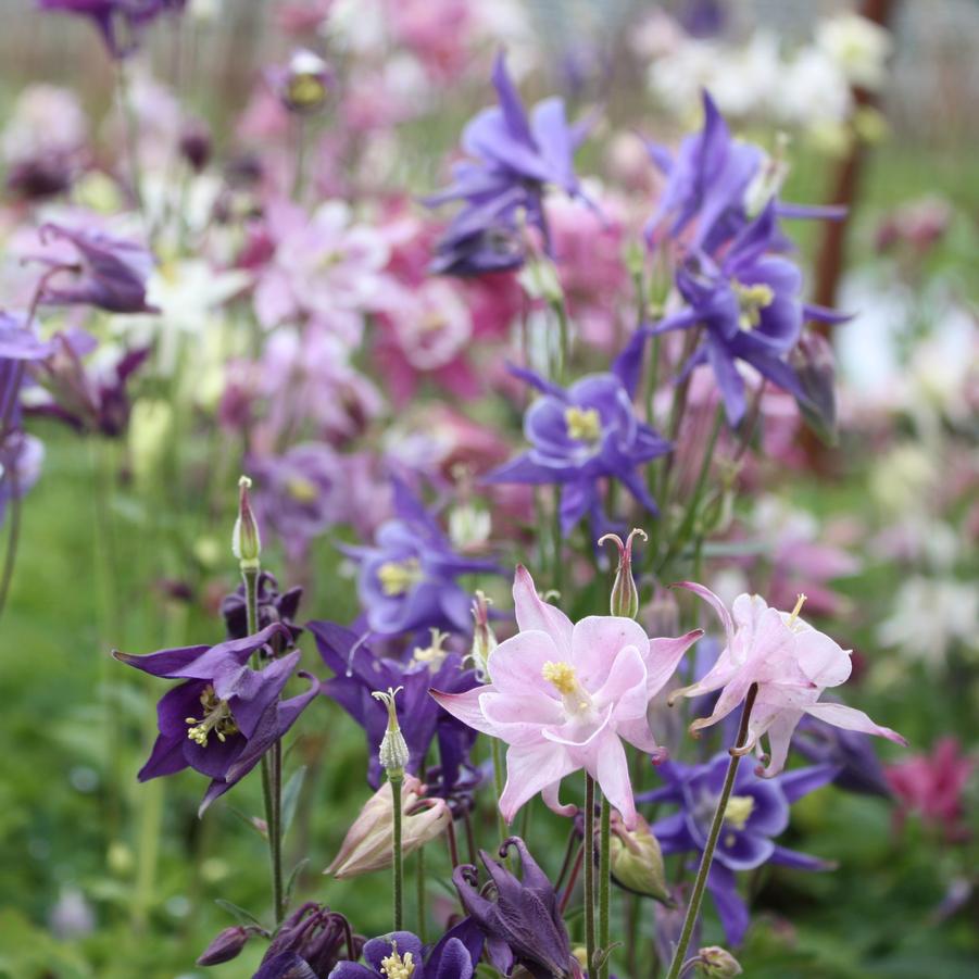 Harangláb színkeverék (Aquilegia 'Biedermeier')