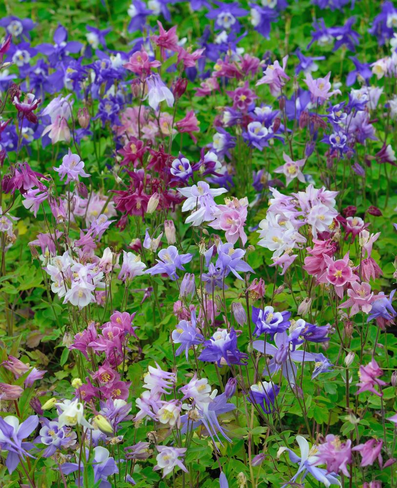 Harangláb színkeverék (Aquilegia 'Biedermeier')